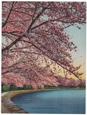 Cherry Blossom Time in Washington